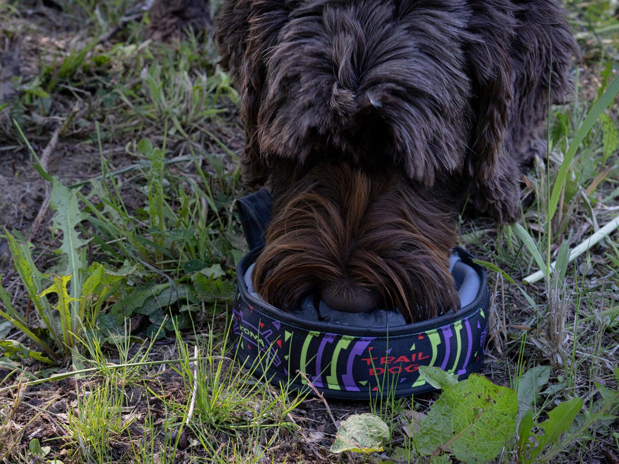 Dog using the collapsible travel dog bowl during a hike outdoors