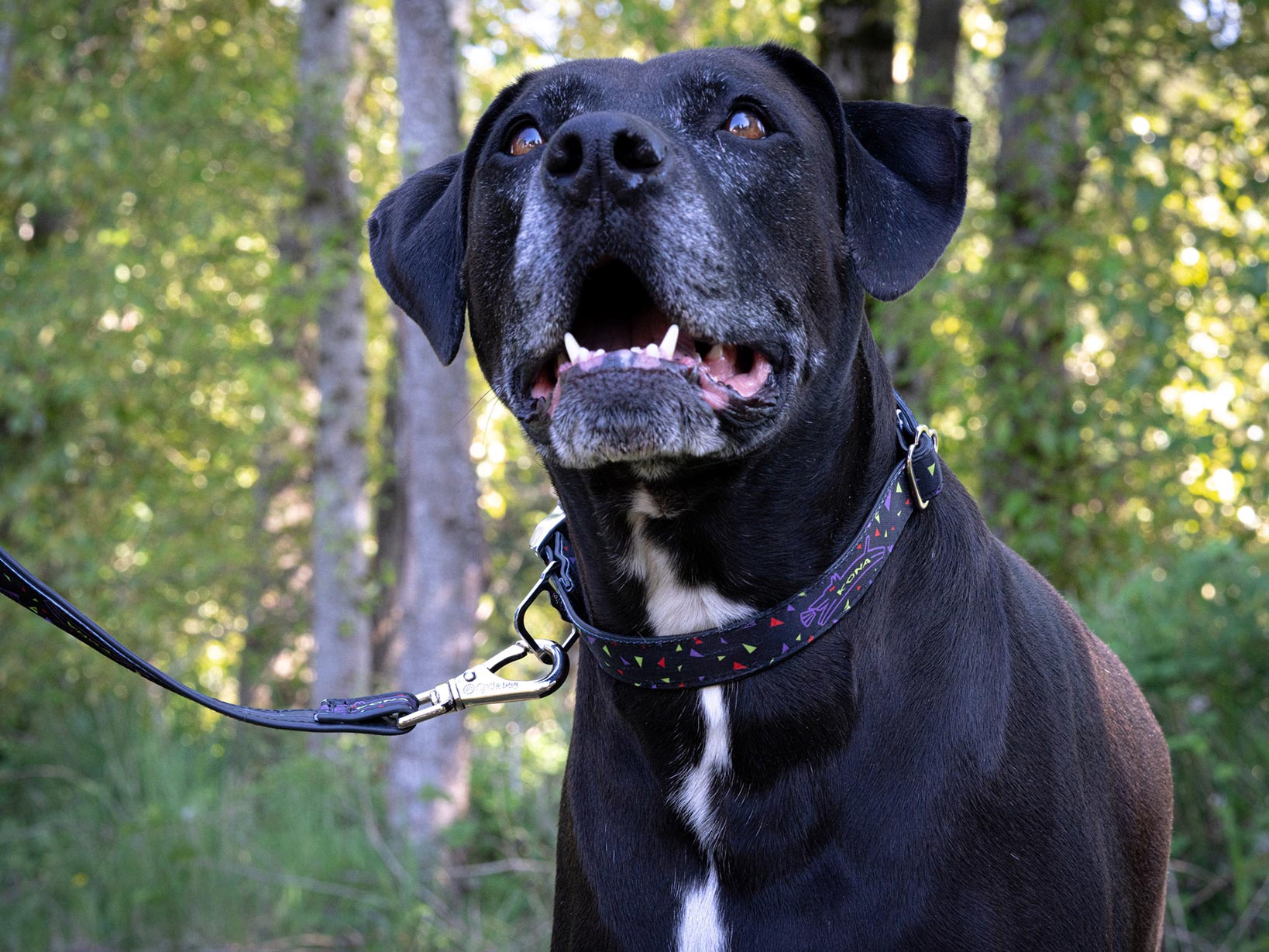Close-up of the Kona Cycle waterproof dog collar highlighting the sturdy metal buckle and bottle opener feature.